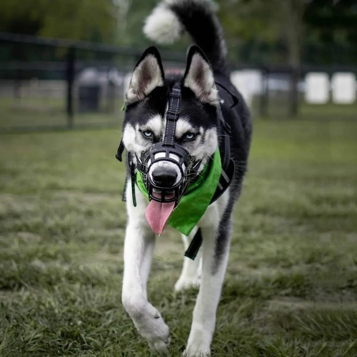 BARKLESS Dog Muzzle, Soft Silicone Basket Muzzle for Dogs, Allows Panting and Drinking, Prevents Unwanted Barking Biting and Chewing, Included Collar and Training Guide