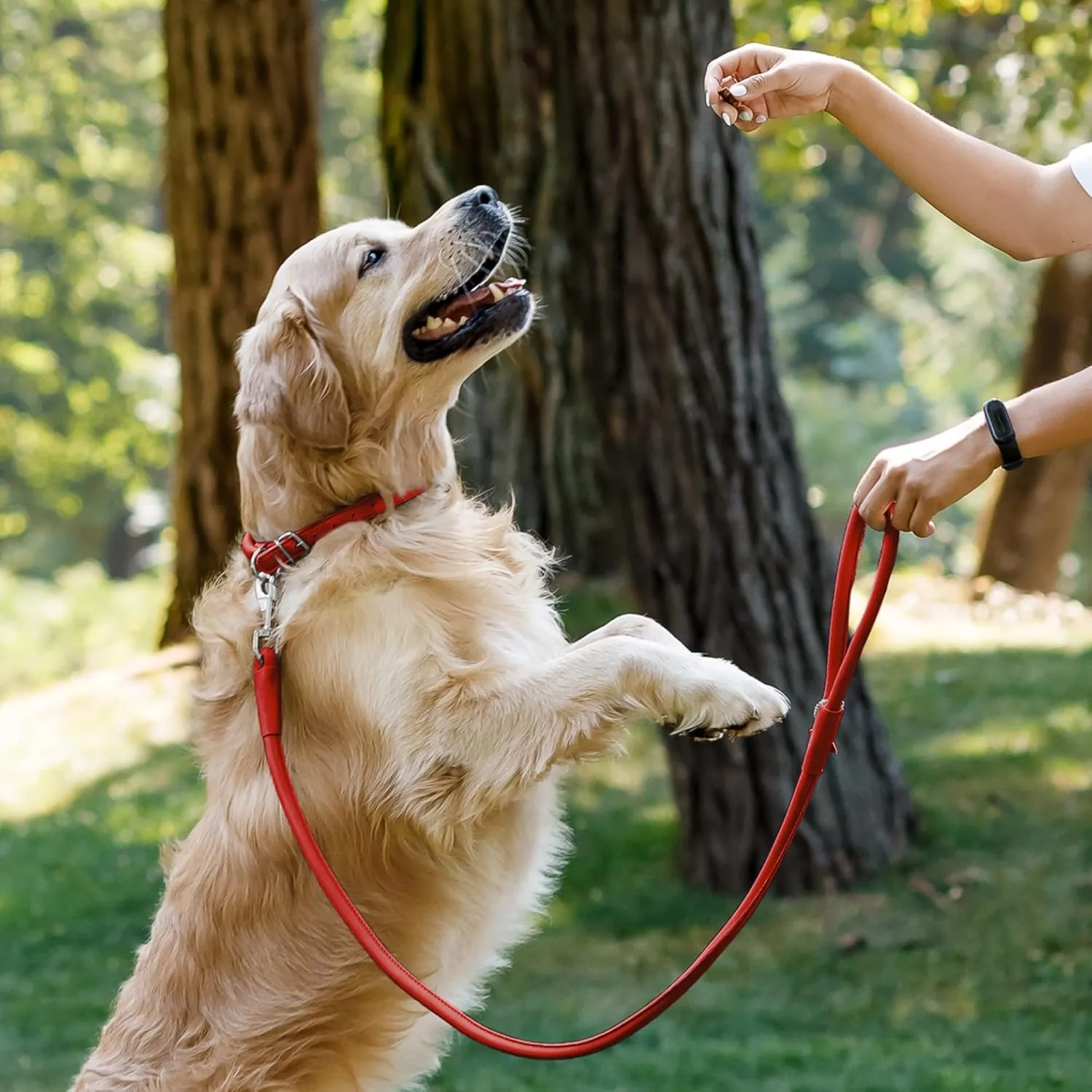 CollarDirect Rolled Leather Dog Leash 6ft, Soft Training Leather Dog Leash for Puppy and Grown Dog Small Medium Large Black Blue Red Orange Green Pink White (Red, Size L 6ft)