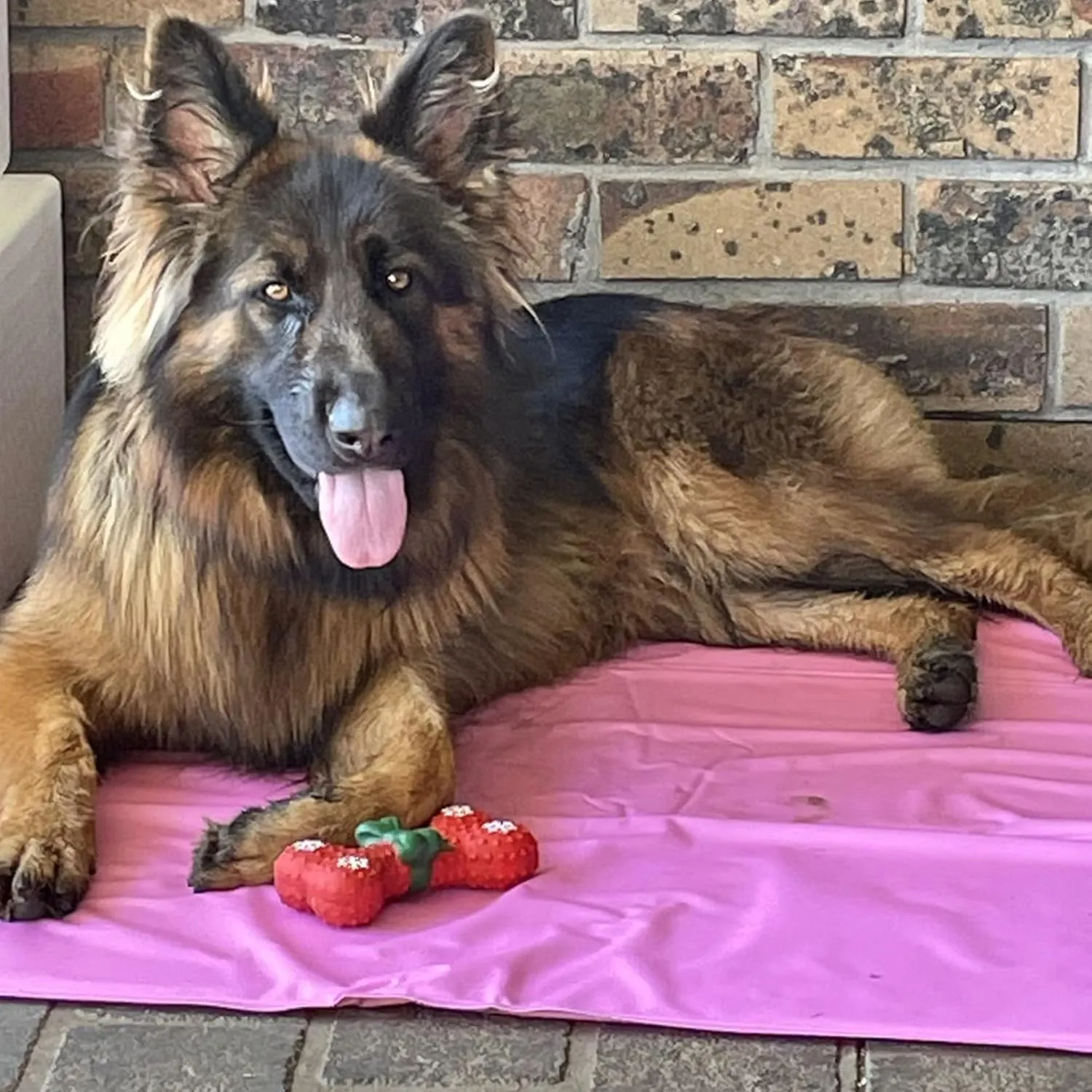 DF Co. Dog Cooling Mat for Summer | Automatic Cooling, Easily Foldable, Non-Toxic Gel Interior | Pink, Size L