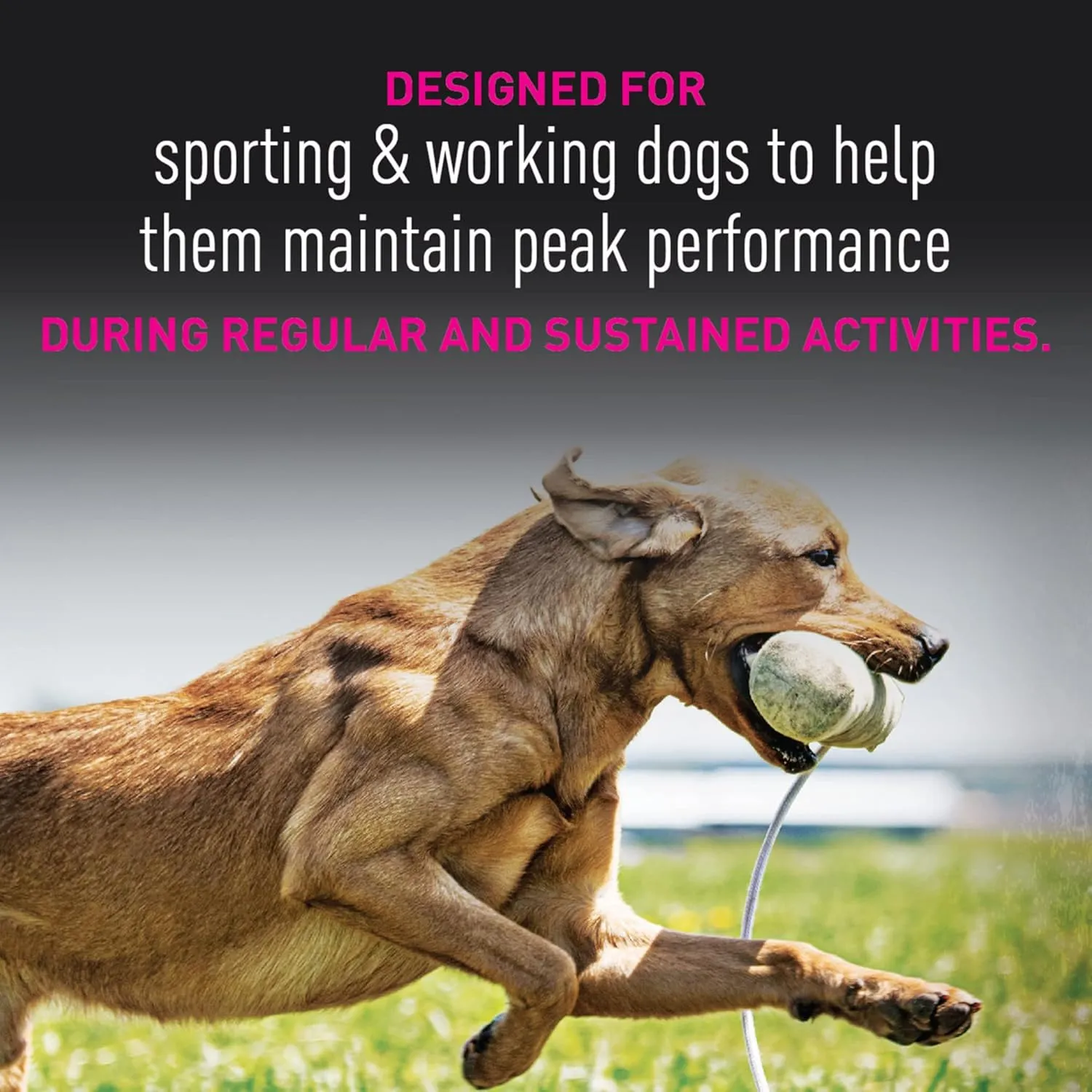 Eukanuba Premium Performance 30/20 Sport Dry Dog Food, Dry Dog Food with Protein and Fat to Support Optimal Energy, 28 lb Bag