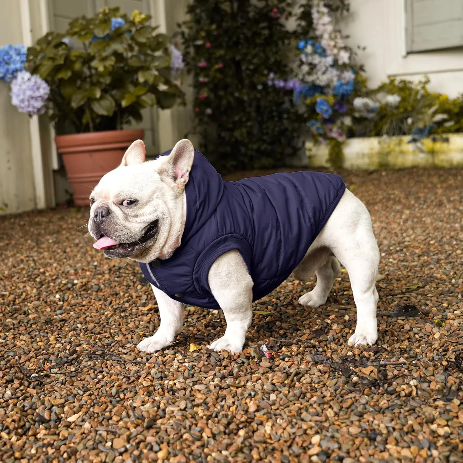 Fleece Lining Extra Warm Dog Hoodie in Winter for Small Dogs Jacket Puppy Coats with Hooded,Blue M