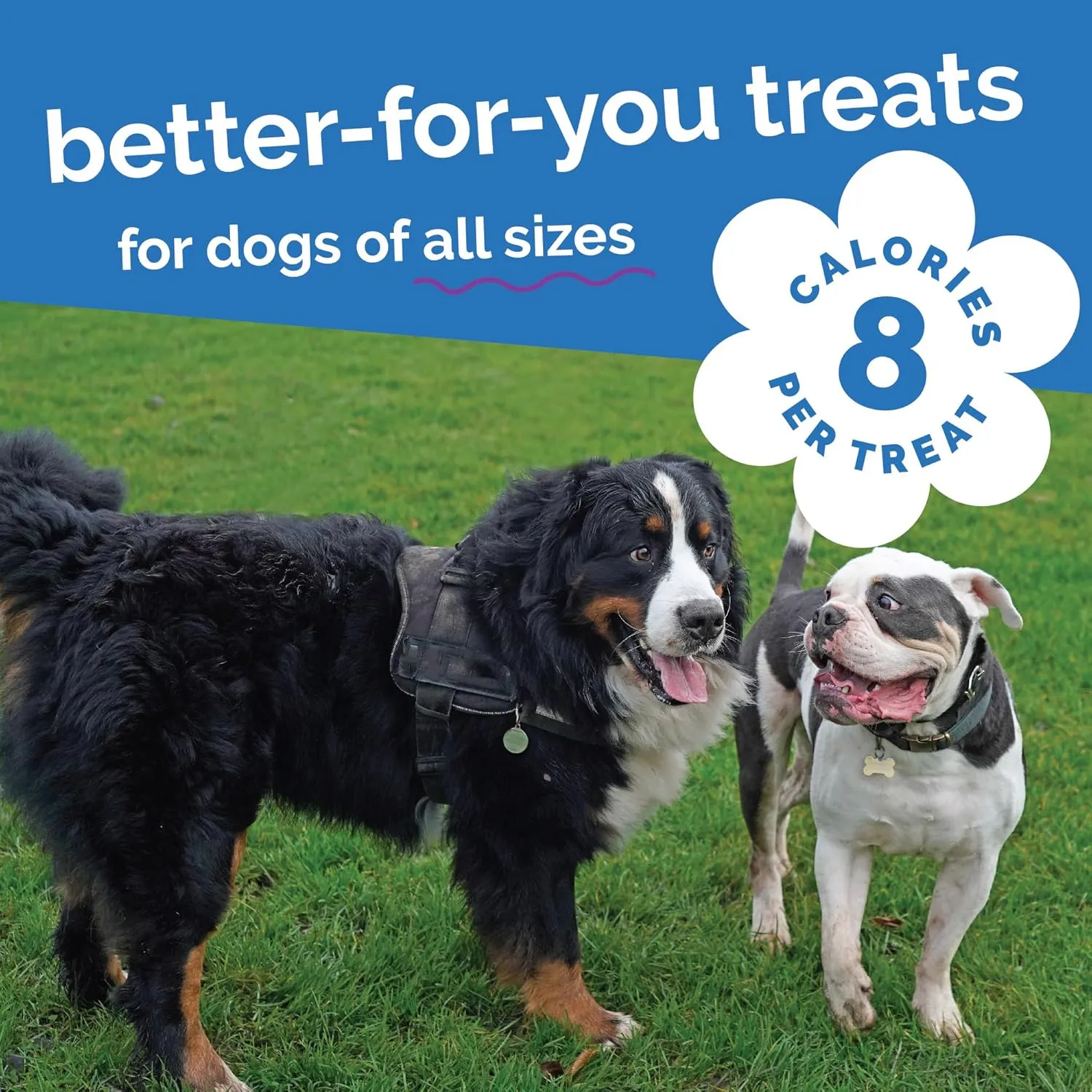 Fruitables Baked Dog Treats, Healthy Pumpkin Treat for Dogs, Low Calorie & Delicious, Free of Wheat, Corn and Soy, Made in The USA, Pumpkin and Blueberry Flavor, 20oz
