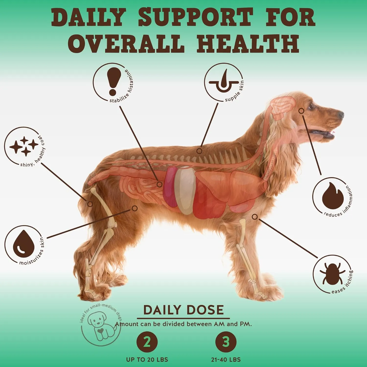 Jack&Pup Dog Allergy Chews - Bark Buddies Aller-Care Soft Chew Bites Itch Relief for Dogs & Allergy Support for Dogs - Dog Immune Supplement, Dog Skin Allergies Treatment and Anti Itch for Dogs 60ct