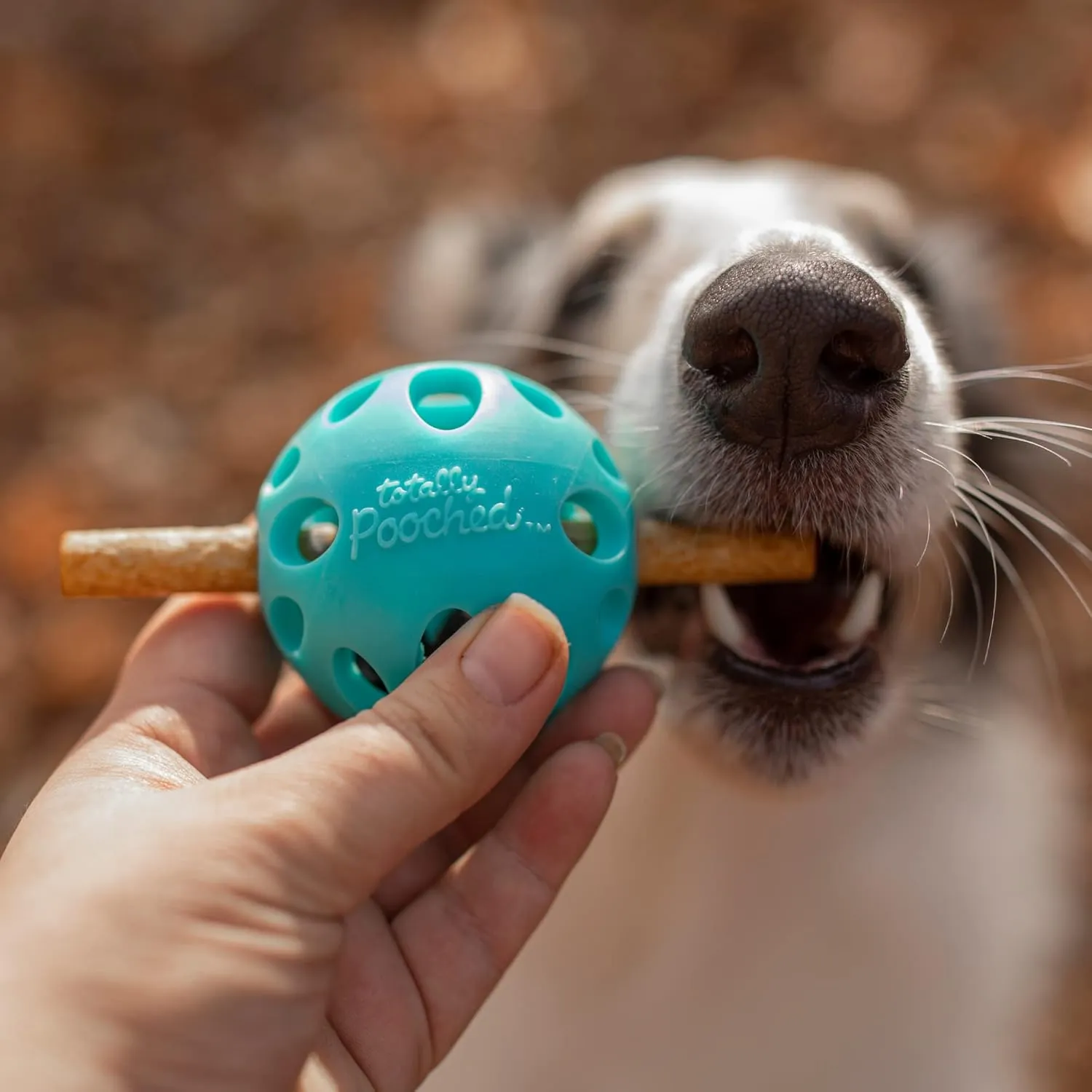 Messy Mutts Totally Pooched Huff'n Puff Ball | 3.1 TPR Puzzle Ball for Dogs | 2-in-1 Durable Interactive Toy and Tooth Cleaner | Teal